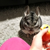 Kako hraniti činčile kod kuće ukusno, zdravo i raznovrsno?